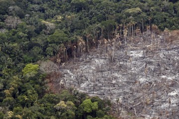 Le rôle de la déforestation et de la pollution dans l'épidémie de Covid-19